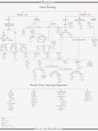72 Extraordinary Microbiology Flow Chart For Unknown