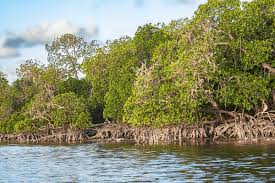 Image result for Ceriops