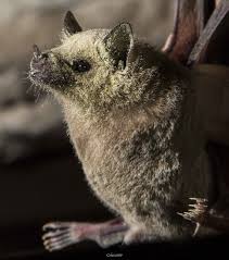 They are the primary night pollinators of the saguaro and organ pipe cactus, which makes them indispensable to the sonoran desert ecosystem. Meet The Lesser Long Nosed Bat Bat Conservation International