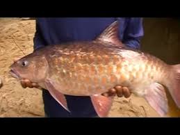 Merah, nama saintifik ikan kelah merah, penternakan ikan kelah merah, свернуть. Mancing Ikan Semah Besar Besar Di Hutan Lindung By Maz Adjie