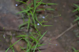 Image result for Oldenlandia affinis