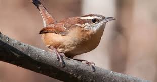Brown Bird With Red Patch On Back Of Head Carolina Wren Wren Ornithology Bird