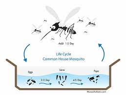 Accordingly, can mosquito larvae bite you? How To Get Rid Of Mosquito Larvae In Pools Expert Guide Mosquitofixes