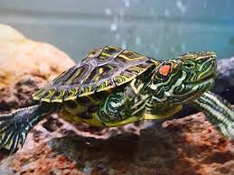 And an 8 inch slider would still get the greens, but would only get a high protein food as an occasional snack, with most pellets being something like zoomed maintenance formula. What Should I Feed My Red Eared Slider Turtle