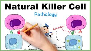 The role of nk cells is analogous to that of cytotoxic t cells in the vertebrate adaptive immune response. Nk Cell Natural Killer Cell Simplified How It Kills Virus Infected Cell Youtube