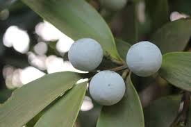 Image result for Nageia