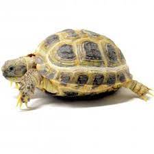 Horsefield Tortoise Care Sheet Land Of Lizards