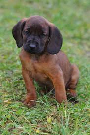 Image result for bavorský barvář