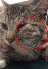 Pour éviter d'emporter tout avec vous, collez en préambule le papier adhésif sur votre. Peut On Soigner L Abces De Chat Naturellement A La Betadine