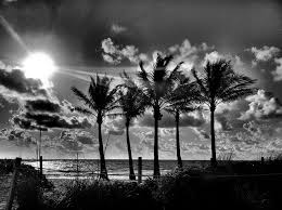 Beach Silhouette Pictures Black And White The Very Fiveness Of These Palms Black And White Tree Palm Tree Photography Palm Tree Silhouette