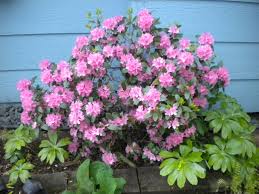 Rhododendron Olga Mezitt Great On The North East Side Of House Blooms In Spring Zone 4 6 Flower Pot Garden Deer Resistant Plants Diy Landscaping