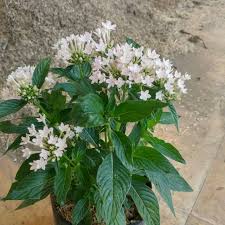 Lakon teater bunga penutup abad menceritakan cinta jarak jauh minke dengan annelies. Tanaman Hias Pentas Bunga Pentas Lanceolata Lazada Indonesia