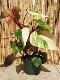 Philodendron Erubescens Red Emerald Marbled Plant On Totem The Philodendron Guru Philodendron Plant Plants Variegated Plants
