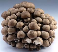 Mushrooms And Fungi In China Stuffed Mushrooms Cooking And Baking Dog Food Recipes