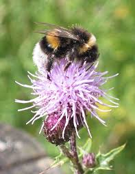 Image result for Bombus magnus