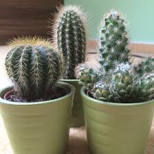 A cactus (plural cacti, cactuses, or less commonly, cactus) is a member of the plant family cactaceae, a family comprising about 127 genera with some 1750 known species of the order. How To Care For Succulents Tips For Growing Succulents Indoors
