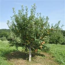 • if you are a cpg, syg, or giving grove, please contact program if you wish to place an order. Bosc Pear Trees Missouri Yahoo Search Results Fruit Trees For Sale Fruit Trees Pear Trees