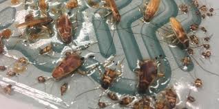 Can you show me a copy of your pest control license, copies of the labels of the pesticides you use and a rundown of how the pesticides are applied? Best Cockroach Killers Complete 2020 Guide