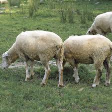 We did not find results for: Fertilizing The Old Fashioned Way With Manure Finegardening