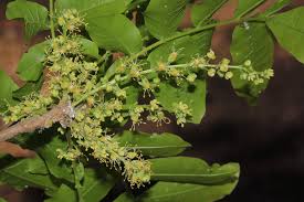 Image result for Lannea schweinfurthii