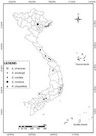 Image result for Chazaliella abrupta