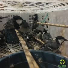 Another smuggling from Lombok successfully foiled – FLIGHT Protecting Birds