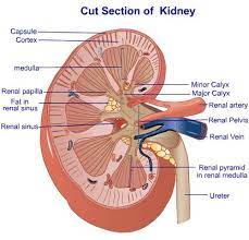 Renal Papilla Minor Calyx Major Calyx Renal Pyramid Ureter Anatomy And Physiology Physiology Human Anatomy And Physiology