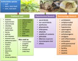 Image result for Anthocleista