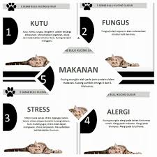 Secara umum, bulu rontok dapat dengan mudah diatasi pada kucing melalui kombinasi pengobatan medis, penyesuaian lingkungan, dan pilihan diet. Facebook