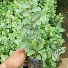 Pin Di Bidara Arab Untuk Kecantikan Wa 085646415014