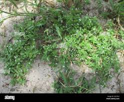 Image result for Justicia exigua