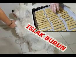 Evde Ton Balikli Kopek Odul Mamasi Yapimi Ve Komut Uygulamasi Youtube Kopek Ev Kopekleri Evler