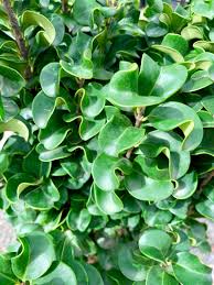 Image result for Lythrum rotundifolium