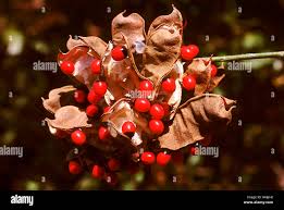 Image result for Abrus canescens