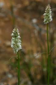 Image result for Kyphocarpa angustifolia