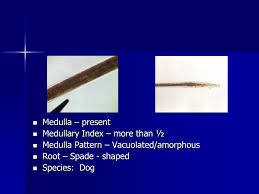 Ppt Hair Analysis Powerpoint Presentation Free Download Id 5618366