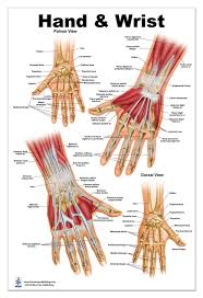 How to tell if my wrist tendon is torn and what level it is? answered by dr. Hand And Wrist Anatomical Poster Size 24wx36t Amazon Com Industrial Scientific