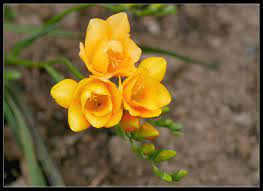 Yellow Fressia Potentially For Philanthropy Event Centerpieces Freesia Types Of Flowers Trees To Plant