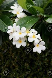 * free shipping not available to customers in hawaii, and alaska. Pagoda Flower Frangipani Frangipani Flower Or Pagoda Tree Stock Photo Picture And Royalty Free Image Image 134098344