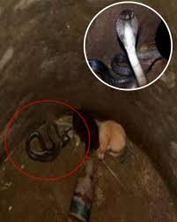 發揮母愛精神！」 狗狗與眼鏡蛇共處一室，不僅沒有吃掉牠們，還打算領養回家？