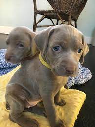 Litter Of 8 Weimaraner Puppies For Sale In Howard City Mi Adn 52951 On Puppyfinder Com Gender Female Age 4 W Weimaraner Weimaraner Dogs Weimaraner Puppies