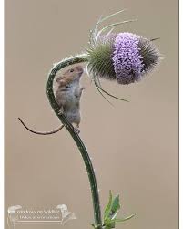Just Pinned To Mousies Mmmm This Looks Interesting Animal Animals Mammal Cute Tiny Awww Harvestmouse Harvestmice Nature Animals Animals Cute Animals