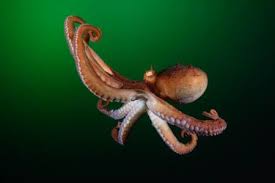 Orion Magazine Deep Intellect Octopus Animal Intelligence Octopus Intelligence