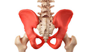 Bekkenbunnsmusklene ligger som en trakt nederst i bekkenet, og holder livmor, skjede og endetarm oppe. Bekkenlosning Lommelegen