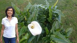 More images for dividing canna lilies » Dividing Calla Lily With Actual Results Youtube
