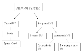 This tutorial gives an overview of the nervous system, most especially its cellular features. Psychology Semester I Biological Basis Of Behavior Sections Introduction Section 1 Section 2 Section 3 Section 4 Section 5 Section 6 Psychology Biological Basis Of Behavior Section Three The Neuron And The Nervous System The Nervous