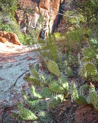 Cactus springs trail map 1. Usa Rundreise Sudwesten Sehenswertes Viele Tipps