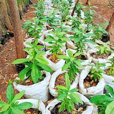 Image result for Warburgia ugandensis