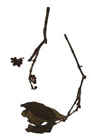 Image result for Olinia rochetiana