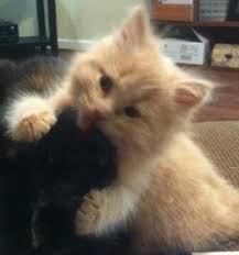 Meet Cookie A Petfinder Adoptable Siberian Cat Marietta Ga Cookie Is A Stunning 9 Week Old Red Tabby Siberian Baby Girl With Tabby Cat Cat Adoption Tabby